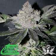 True Canna Genetics Purple Project